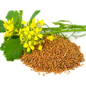 7 x 500+ Seeds Mustard - Vegetable White