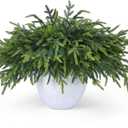 12 Pcs Realistic Christmas Pine Branches Artificial Lifelike Green Pine Stem - Real Touch for Vase DIY Crafts Flower Arrangement Home Indoor Christmas Decor(18 Inch)