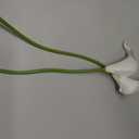 SITUMEIZI 24 PCS White Fake Flowers Artificial Calla Lily Silk Flowers Real Touch for Mother's Day Easter Home Kitchen Decor Wedding Bouquet Office Spring Decoration(Pure White)