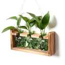 Glass Plant Propagation Station Butterfly Planter Vase with Wooden Stand Birthday Gifts for Women Mom Plant Lovers Office Home Decoration
