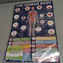 BrightenKidz Biology Posters for Classroom, 15 Pack 11x17 Science Charts