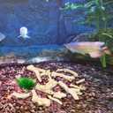 iplusmile Pond Filter Media Aquarium Crushed Coral, Aquarium Coral Stones Filter for Aquarium Fish Tank Pond Filter Plant Pot Decorations Accessories (1.1lb/500g)