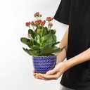 Selamica Ceramic Plant Pots, 4.6 Inch Flower Pots for Indoor Plants, Succulent Pots with Drainage Hole & Saucer, Succulent Planters for Succulent Cactus, Home Decor, Set of 4, Assorted Colors