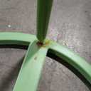 5.9 Ft Large Paper Artificial Flowers,Giant Flowers for Decoration,Standing Huge Handcrafted Poppy Flowers for Garden,Hotel,Office,Photography Props,Wedding,Art Gallery,Shop Window Display(Rose)