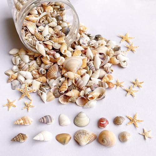Wanwanzi 1200 PCS Tiny Sea Shells &10 Small Starfish - Mixed Ocean Beach Spiral Seashells for Fish Tank and Vase Filler, Beach Theme Party, Wedding Decor - DIY Craft Supplies