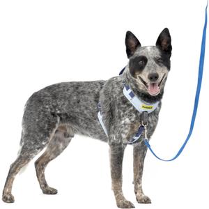 PetSafe Easy Walk Comfort No-Pull Dog Harness Full-Body Padding - Better Walks on The First Use - 5 Points of Adjustment Medium/Large, Blue