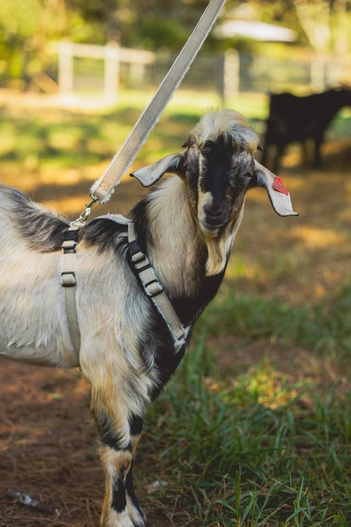 Goat Harness, Asatre Adjustable Lined Hemp Goat, Sheep, Livestock Halter, Durable Multi-Clasp Harness, Eco-Friendly Livestock Gear, Comfortable Farm Pet Accessory (Medium)