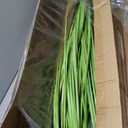 Thiccywoov 2 Pack Artificial Grass Plants, 5ft Tall Fake Lavender Plants Grass Indoor Outdoor in Pot, UV Resistant Fake Tall Greenery Lavender for Front Porch, Patio, Balcony Home House Decor