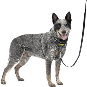 PetSafe Easy Walk Comfort No-Pull Dog Harness Full-Body Padding - Better Walks on The First Use - 5 Points of Adjustment Medium, Black (Medium, Black)