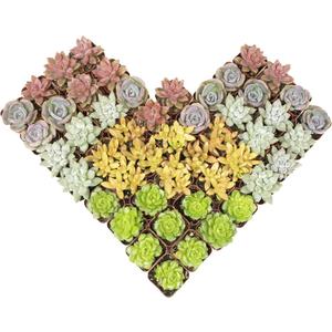 Altman Plants Premium Bulk Succulent Plants (50 Pack), 5 Unique Live Succulents in Sets of 10, Assorted Colors & Shapes, 2 in Pots