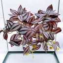 2Pack Reptile Fake Plants for Terrarium, Amphibian Habitat Decor Artificial Hanging Plants with Suction Cup, Artificial Leaves for Snake Tank Accessories.-Zebrina Purple