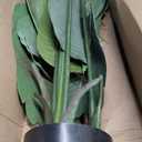 Artificial Bird of Paradise Plant 28, 18 Trunks, Faux Palm Tree in Pot for Indoor/Outdoor Dcor (Green)