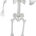 Halloween Skeleton, Realistic Life Size Skeleton with Movable Joints for Halloween Party Haunted House Indoor Outdoor Decoration (5.9ft-1P)