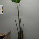 Artificial Bird of Paradise Plant, Fake Tree with Realistic Leaves and Durable pots, Adjustment-Free Branches Artificial Tree for Indoor Outdoor Home Decor (4FT 1Pack) (5in)