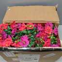 Dolicer 4 Packs Look Real Artificial Flowers for Outdoors, Fake Artificial Hanging Flowers for Outdoors Realistic UV Resistant Faux Hanging Flowers Silk Petunia for Porch Patio (Fuchsia+Rose Red)