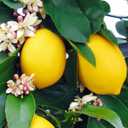 The Ultimate Soil Mix for Perfectly Tangy Citrus Limon Trees - Discover Gardenera's Revolutionary Lemon Tree Potting Mix - [1 Quart Bag]