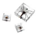 Taxidermy Spider, 3pcs Insect Spiders Specimens in Resin for Closer-Look & Study in Safe Healthy, Novelty Fun & Educational for Classroom Teaching, Home Office Display (XS Size x2 + M Size x1)
