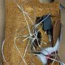 Christmas Lighted Dog Outdoor Decoration, 2.3 FT Pre-lit 3D Plush Tinsel Dachshund Wiener Dog Decor with Santa Hat & Scarf, 45 LED Lights Light Up Xmas Eve Displays for Holiday Indoor Lawn Garden Yard