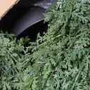 8 Feet Pre-Potted Evergreen Outdoor Artificial Cedar Tree for Front Porch Decor, Outdoor Entryway Decor Fake Tree, Tall Faux Tree with UV Resistant Coating (2 Pack)