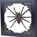 Tarantula or Leaf Insect in Gothic Shadow Box Frame | | Witch & Halloween Dcor for Bedroom | Goth Home Decor (Tarantula)