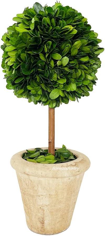 Natural Preserved Boxwood Topiary in Pot 9 inch Stunning Greenery and Plant Decor Great for Home Office bar Shop decoartion Christmas Topiary Decor GIFS for Family, New House(9 inch Tall/4 inch Wide)
