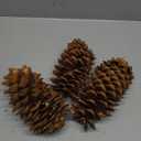 Large Pine Cones for Crafts, 9-12 Inch Extra Large Frosted Sugar Pinecones - Set of 3 Natural Pine Cones for Christmas Tree Ornaments, Vase Fillers, Rustic Home & Holiday Dcor - Frosted