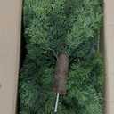 24inch Artificial Ceder Topiary Tree, Artificial Shrubs for Outdoors with Ground Spike, Faux Outdoor Shrubs Potted, Hold Nature Fake Bushes for Front Porch (Set of 2)