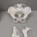 Movable Female Pelvis Model w/Elastic Two Movable Femur Heads and Joints, Life Size Female Pelvic Anatomy Model for Science Education, Midwife in Obstetrics, Gynecology Patient Communication