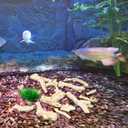 Totority Fish Tank Filtration Material Natural Coral Stone Bottom Gravel 1.77Lb Aquarium Decorative Stones for Aquatic Purification and Landscape