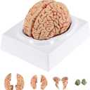 BEAMNOVA Human Brain Model for Teaching Neuroscience with Vessels Life Size Anatomy Model for Learning Science Classroom Study Display Medical Model