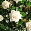 Veryhome Rose Vine Fake Flower Garland Artificial Hanging Rose Ivy Plants 6ft for Wedding Home Party Garden Arrangement Decor Pack of One (White)