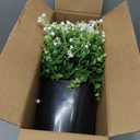 Artificial Eucalyptus with Baby's Breath Topiary Ball Trees - 2 Set Plastic Faux Eucalyptus Plants in Pot, Sun Resistant Fake Greenery Potted Bushes for Front Door Farmhouse Garden Porch Decor