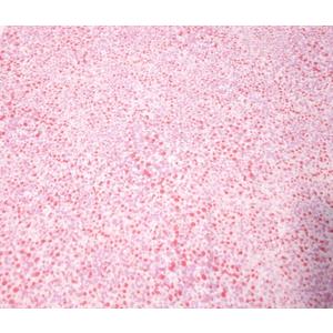 Dolly Cotton Fabric - Still BTY Harris Colorful Pink Lavender White Dots