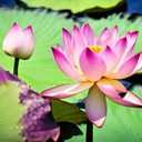 35 pcs Bowl Lotus Seeds Mixed Water Lily for Planting Water Features Bonsai (EXP 08/11/26)