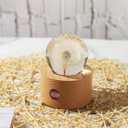 DESHINTKE Real Dandelion Specimen with Wood Round Base Paperweight Desktop Decor Decoration (Style2)