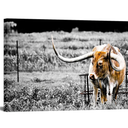 Animals Canvas Wall Art Decor Highland Cow Picture Longhorn Cattle Photograph Poster Prints Rustic Black White Artwork Country Style 24x36 inches