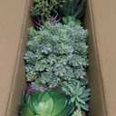 Winlyn 15" Assorted Artificial Succulent Arrangement Assorted Succulents in Rectangular Wooden Planter Faux Potted Plant for Farmhouse Table Centerpiece Windowsill Shelf Desk Mantel Greenery Dcor