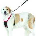 Sporn Harness Color: Blue Size: Large