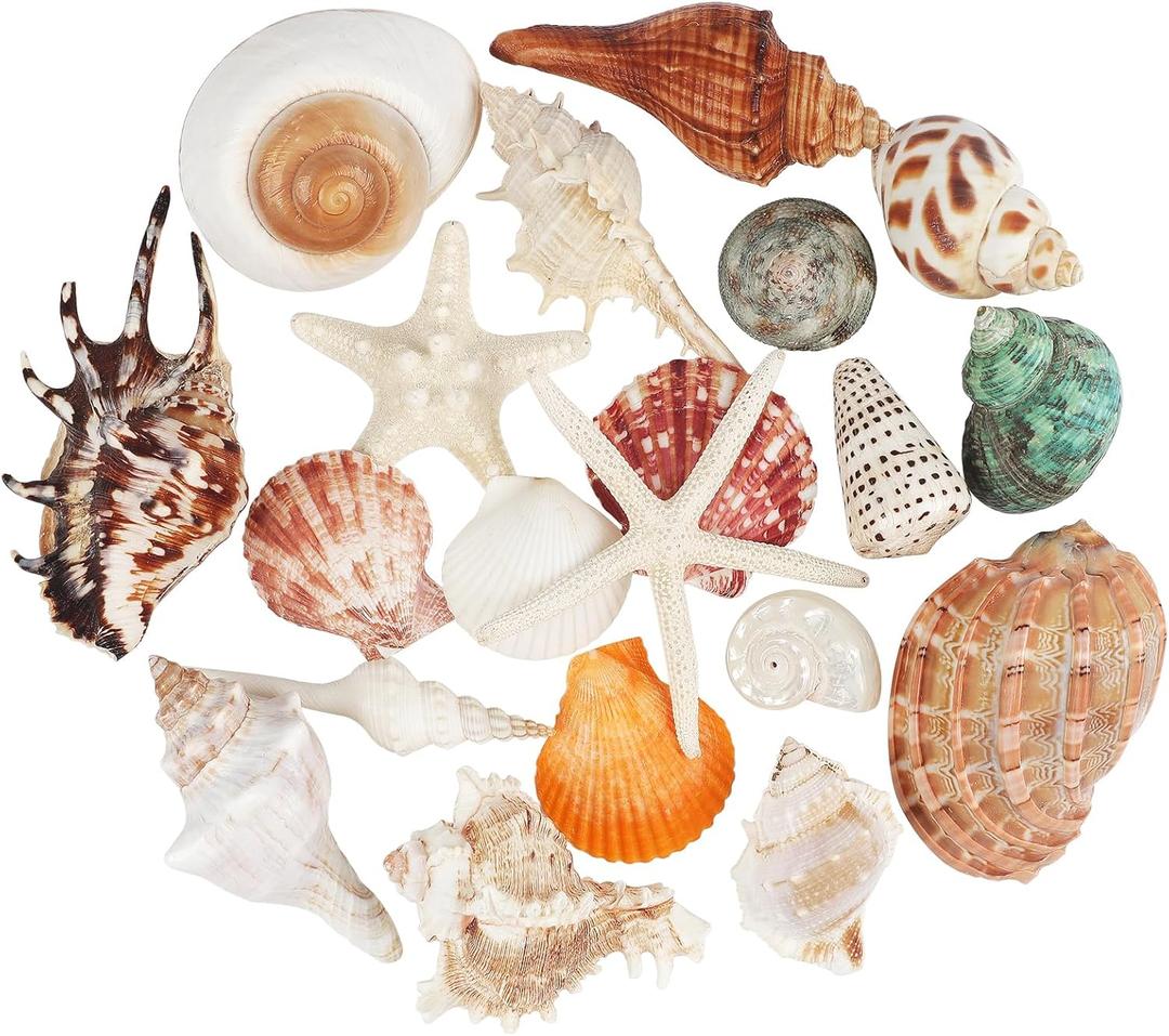 20 PCS Large Seashells Mixed Beach Sea Shells Conch and Ocean Starfish,Natural Colorful Sea Shells Starfish Up to 6.5 Inch, Perfect for Beach Theme Party Home Decor DIY Crafts Fish Tank Decorations