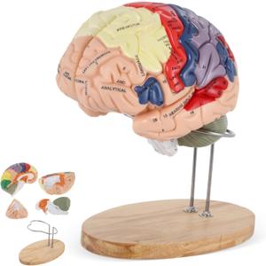 BEAMNOVA Human Brain Model, 2 Times Life Size, for Neuroscience Teaching, with Labels, Anatomy Model for Learning Science Classroom Study, Display Medical Model