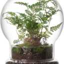 WHJY Round Glass Cloche for Indoor Plants - Small Terrarium with Air Hole, Base, Mini Dome for Display Home Decor (6.7")