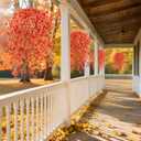 6 Bundles Artificial Fall Flowers for Outdoors Fake Plants Garden Home Fall Decor,UV Resistant Realistic Silk Faux Autumn Flower Indoor Outside Front Porch Patio Balcony Yard Farmhouse(Orange)