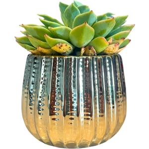Admired By Nature 4" Ceramic Flower Planter, Ceramic Pot Planter, Indoor Ceramic Bowl, Houseplant Ceramic Pot, Decorative Planter for Indoor Plant Succulent Plant Home Dcor, Lightweight, YLW Gold (4 inch)