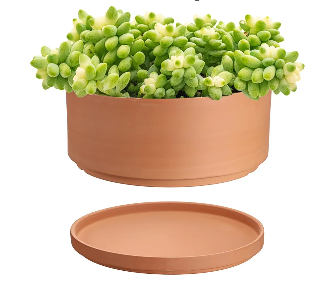 10 Inch Terracotta Shallow Pot with Holes and Saucers, Round Cylinder Succulent Planter Clay Flower Pots for Indoor and Outdoor Use, Decorative Bonsai Succulent for Mini Foliage Plants Orchids