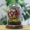 NCYP Glass Cloche Dome with Air Hole and Base, 5.9 x 5.9 x 8.2 Inches, Clear Terrarium Planter for Venus Flytrap, Small Plants, Home Indoor Tabletop Decoration (No Plants)