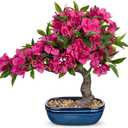 Briful Artificial Bougainvillea Bonsai Tree 18.5" Silk Bougainvillea Plant with Blue Pot Fake Bougainvillea Floral Tree for Home Office Room Desk Shelf Zen Décor(Hot Pink)