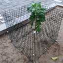 6 Pack Small Wire Plant Protectors, 24 Pieces Square Plant Protectors from Animals Mesh Plant Cage Chicken Wire Cover for Protect Plants, Garden,Shrubs and Vegetables from Animals(12x12 in)