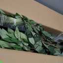 Artificial Ficus Tree Indoor, 6FT Realistic Large Fake Trees
