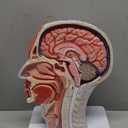 Human Half Head Superficial Neurovascular Musculature Model with Removable Brain, Shows Cranial Cavity Nerve, Life Size Anatomical Head Model Skull Brain for Medical Teaching Learning, Education
