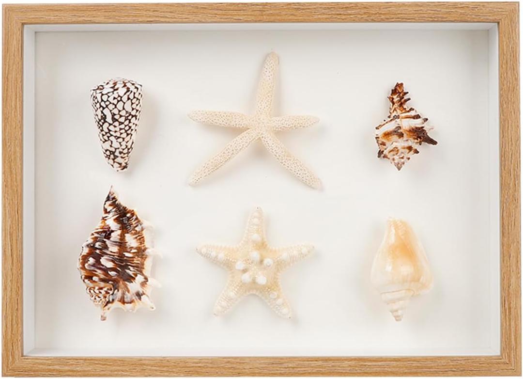 liomey Shell Ornament Christmas Decor 11.69" x 8.27" Coastal Wall Art Wooden Frame with Natural Conch Shells, Nautical Beach Home Decor, Ocean Themed Display for Living Room, Bedroom, Office(Two Large Starfish)